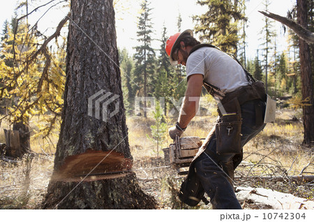 USA, Montana, Lakeside, lumberjack felling tree 10742304