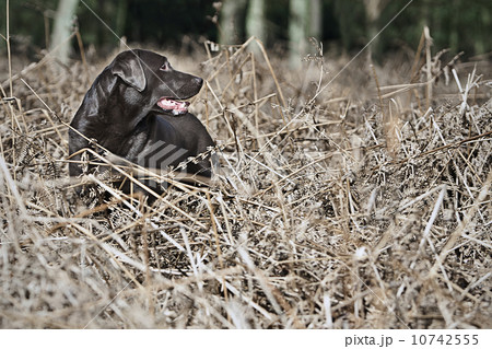 Black Labrador in thorns Black Labrador in thorns 10742555