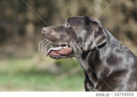 Profile of black Labrador Profile of black Labrador 10743059