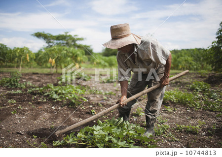 Cuba, Las Tunas, Farmer digging in field 10744813
