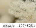 ススキ 10745231