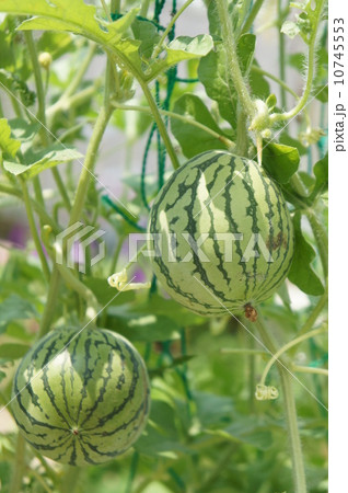 ミニスイカ 10745553