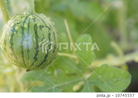 ミニスイカ 10745557