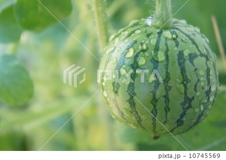 ミニスイカ 10745569