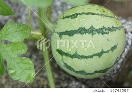 ミニスイカ 10745597