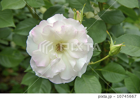 薔薇の花 マチルダの写真素材