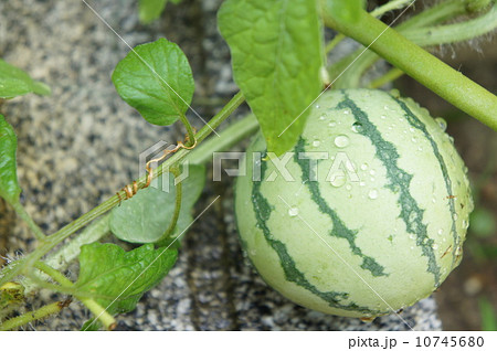 ミニスイカ 10745680