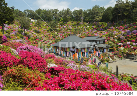塩船観音満開のツツジ 10745684