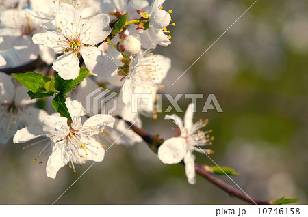 Blooming cherry tree Blooming cherry tree 10746158
