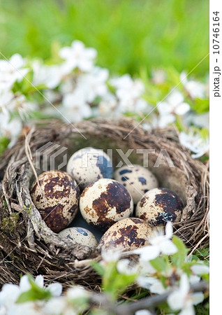 Qail eggs in nest Qail eggs in nest 10746164