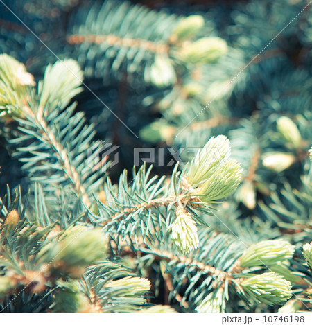 natural green background with selective focus natural green background with selective focus 10746198