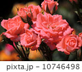 プチ　ホーリー 10746498