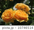 ゴールデンフラッシュ 10746514