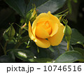 エミールノルデ 10746516