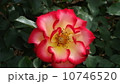ベティーブーブ 10746520