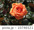 アシュラム 10746521
