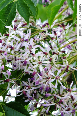 せんだん（トウヘンボク）の花　満開 10746805