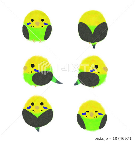 ふわふわセキセイインコ　ノーマル 10746971