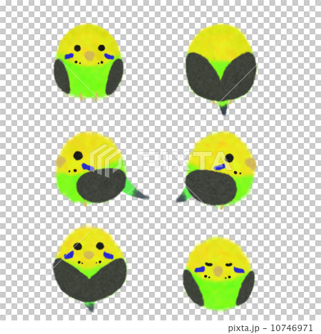 ふわふわセキセイインコ　ノーマル 10746971