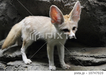 フェネック 10747020