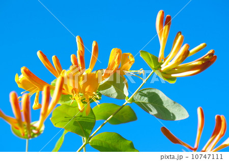 lonicera　japonica 10747111