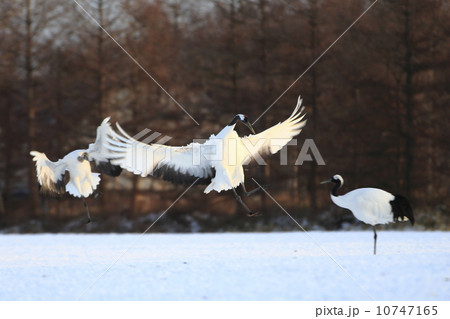 タンチョウ タンチョウ 10747165