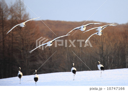 タンチョウ 10747166