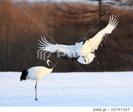 タンチョウ 10747167