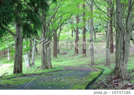 初夏の並木道 10747180