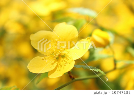 ヤマブキ 10747185