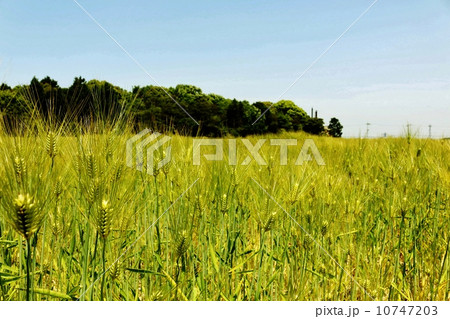 六条大麦 10747203