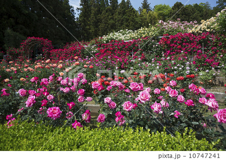 奈良 霊山寺 薔薇の庭園 奈良 霊山寺 薔薇の庭園 10747241