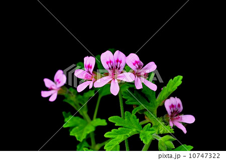 ローズゼラニウム ローズゼラニウム 10747322