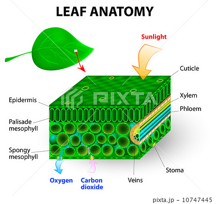 leaf anatomy 10747445