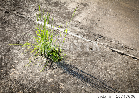 Grass growing in concrete Grass growing in concrete 10747606