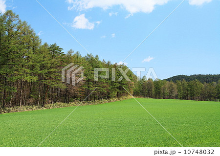 小岩井農場の春 10748032