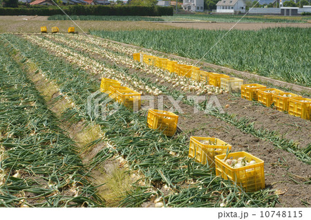 玉ねぎ畑（収穫） 10748115