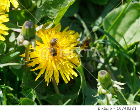 bee gathering nectar from dandelion flower bee gathering nectar from dandelion flower 10748231