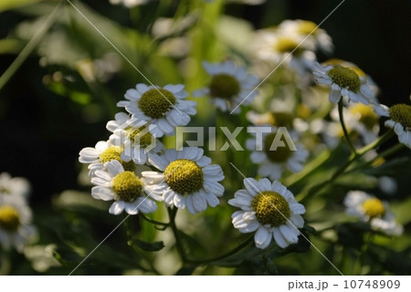 chrysanthemum 10748909