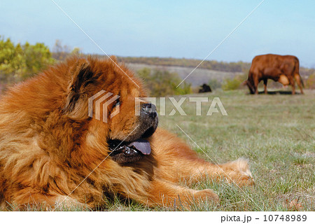 chow-chow chow-chow 10748989