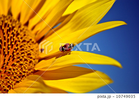 ladybugs ladybugs 10749035