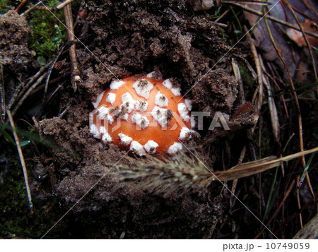 fly-agaric fly-agaric 10749059