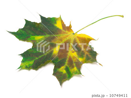 Multicolor maple-leaf Multicolor maple-leaf 10749411