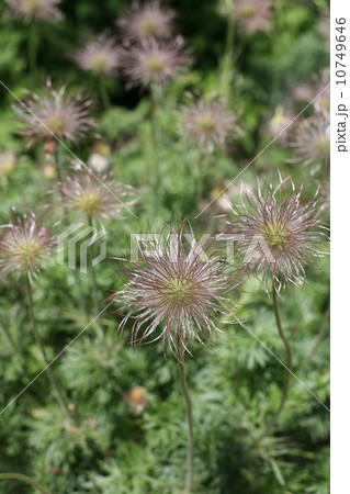 オキナグサ 花後 オキナグサ 花後 10749646