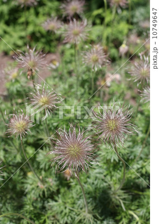 オキナグサ　花後 10749647