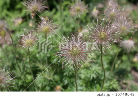オキナグサ 花後 オキナグサ 花後 10749648