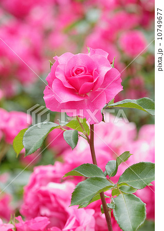 鮮明なショッキングピンクの薔薇の花・うらら 10749677