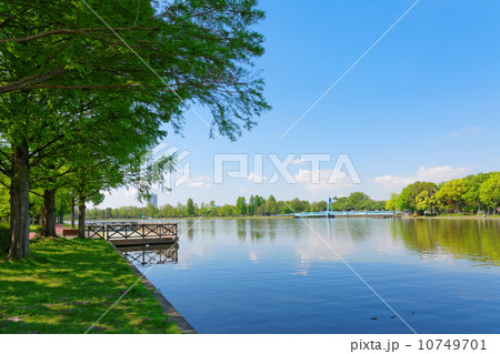 みさと公園より新緑の水元公園と湖面に映える景観を臨む 10749701