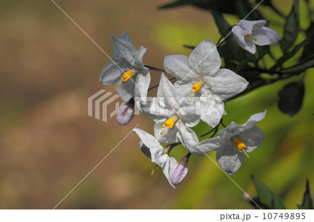 ヤマホロシの花 10749895