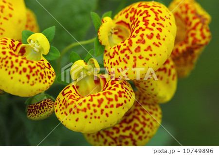 カルセオラリア 10749896